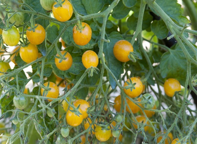 Fertilisation du clémentinier : Guide complet pour un arbre en pleine santé