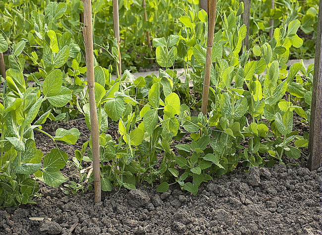 Fertiliser le pois