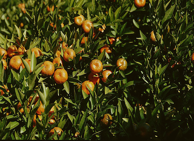 Fertilisation du mandarinier