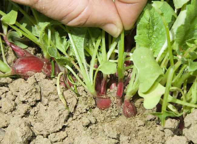 L'éclaircissage du radis noir ou rose au jardin potager