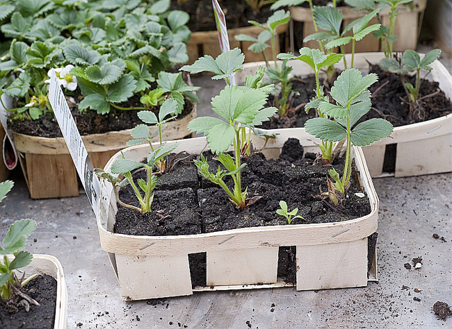 Le repiquage du fraisier : guide pratique pour réussir vos plantations