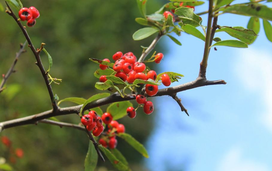 Le cotoneaster : un arbuste utile à la biodiversité