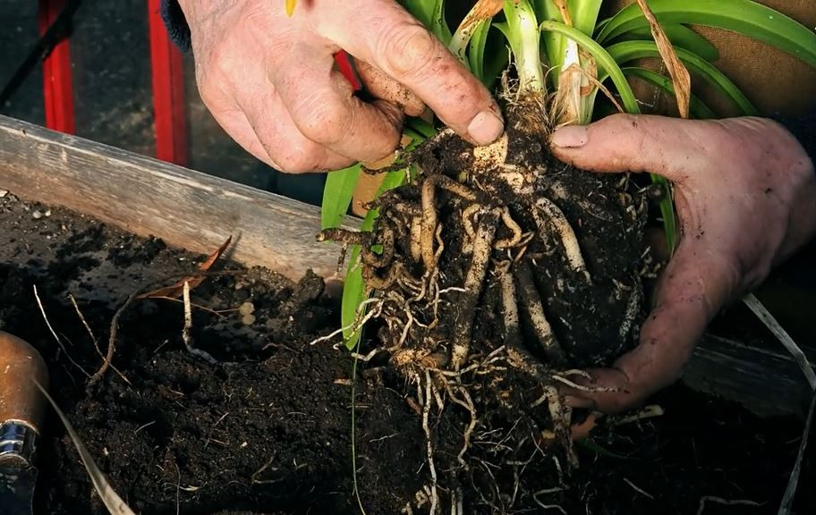 La division de l'agapanthe au printemps