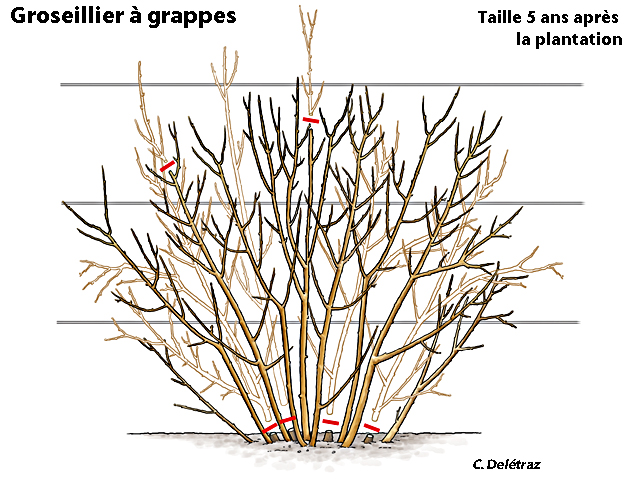 Réussir la taille du groseillier : conseils et techniques essentielles